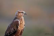  Kızıl şahin / Buteo rufinus / Long-legged buzzard 